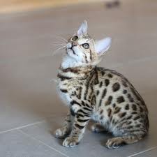 Bengal Kitten