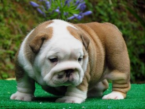 English Bulldogs