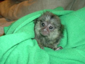 Charming Pygmy Marmoset