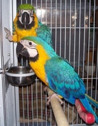 Beautiful Blue and Gold Macaw