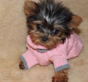 Yorkie puppy