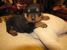 Rottie pups for sale