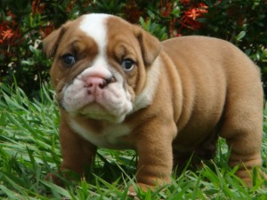 Cute English Bulldog  Puppies