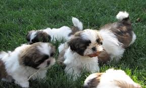 Shih Tzu puppies