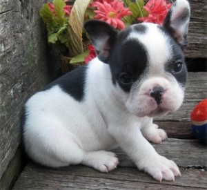 Cute French Bulldog puppies