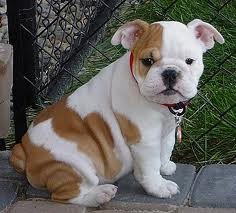 English Bulldog  Puppies