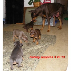 Adorable Doberman Pinscher puppies