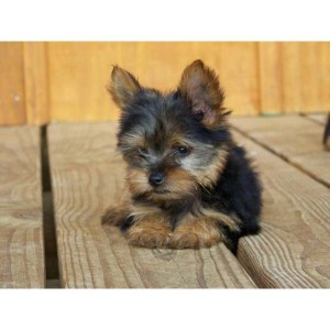 Yorkie Puppies