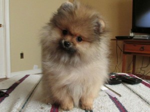 2 Beautiful Male Pomeranian Puppies for Sale