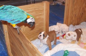 English Bulldog Puppies, 3 Left