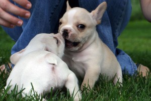 2 French Bulldogs