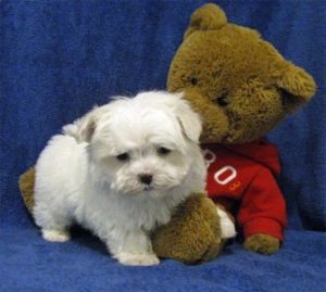 Maltese Puppies