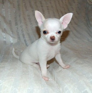 Chihuahua puppies - AKC registered