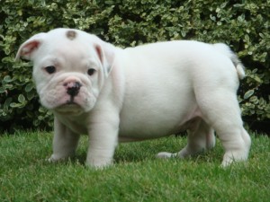 English Bulldog puppies