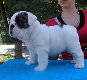 Healthy Well Trained Male and Female Bulldog Puppies Available