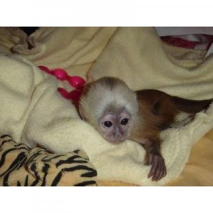 Female Capuchin monkey