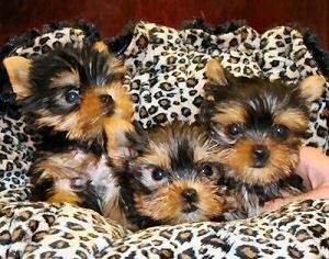 Tea Cup Yorkie puppies - AKC registered