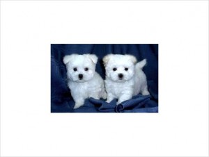 Male Maltese Pups