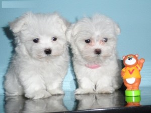 12 Weeks Old Maltese Puppies for Sale