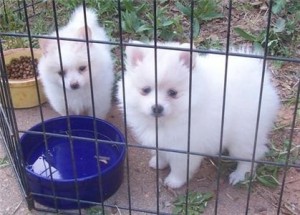 Pomeranian puppies for adoption