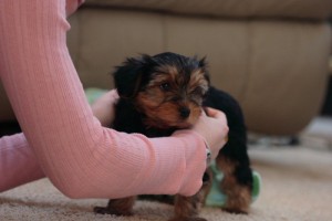 Lovey Yorkshire Terrier Puppy