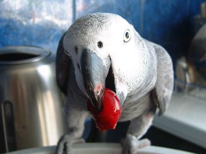 African Grey Parrots Available