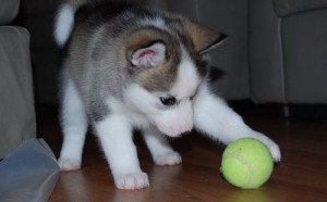 Blue eyes Siberian Husky Puppies