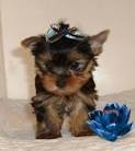 Teacup Yorkie Puppies Available