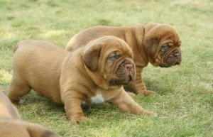 Pure Bred Dogue De Bordeaux