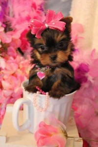 Healthy Teacup Yorkies