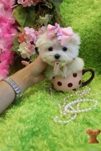 * * Maltese Pups Available * *