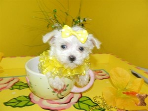 Home Trained Pair Of Maltese Pups