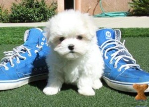 Pure Breed Maltese Pups