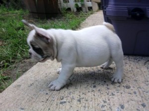 Adorable AKC English Bulldog Puppies