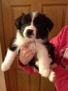 Cute Border Collie Puppy