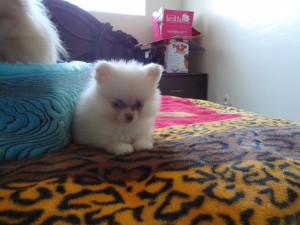 Pomeranian Puppies