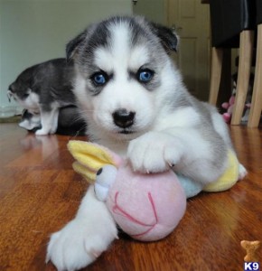 Siberian Husky Puppies