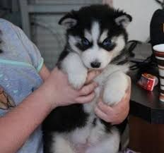 BLUE EYES SIBERIAN HUSKY PUPPIES AVAILABLE FOR ADOPTION