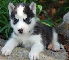 Siberian Husky Puppies