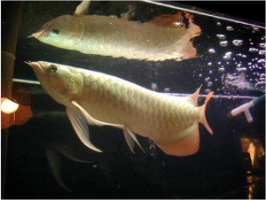 Premium Quality Arowana fishes, Koi fishes and many others for sale