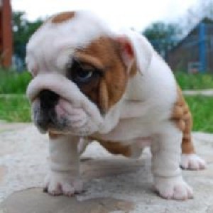 English Bulldog Puppies Available