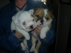 English bulldog puppies for re-homing