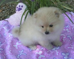 Pomeranian puppies