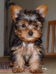 Yorkie Males and females