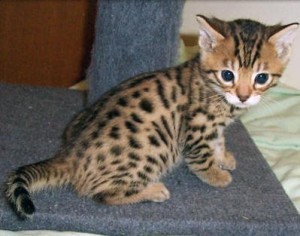 Adorable Bengal Kittens