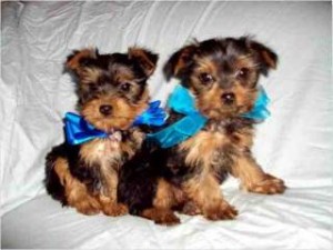 Purebred Yorkie Puppies