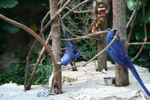 Magnificent Hyacinth Macaw Birds Available