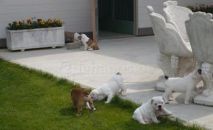 Adorable Female English Bulldog puppies