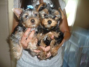 Gorgeous Male and Female Yorkie Puppies