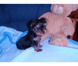 TEACUP YORKIE PUPPY